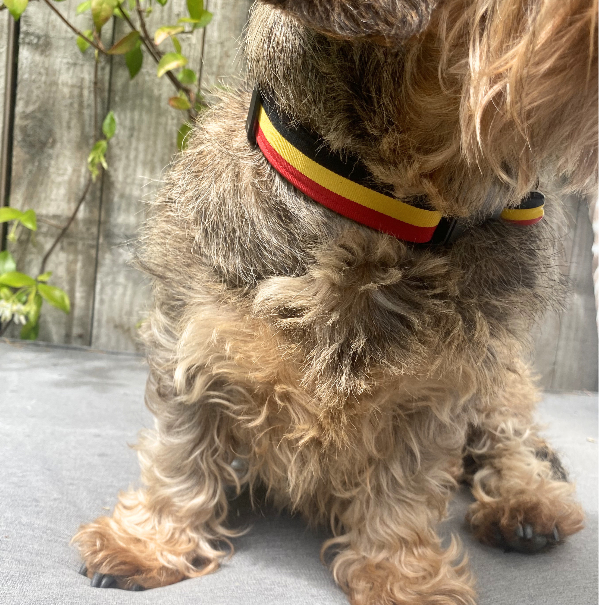 Collier RED DOG – Image 2