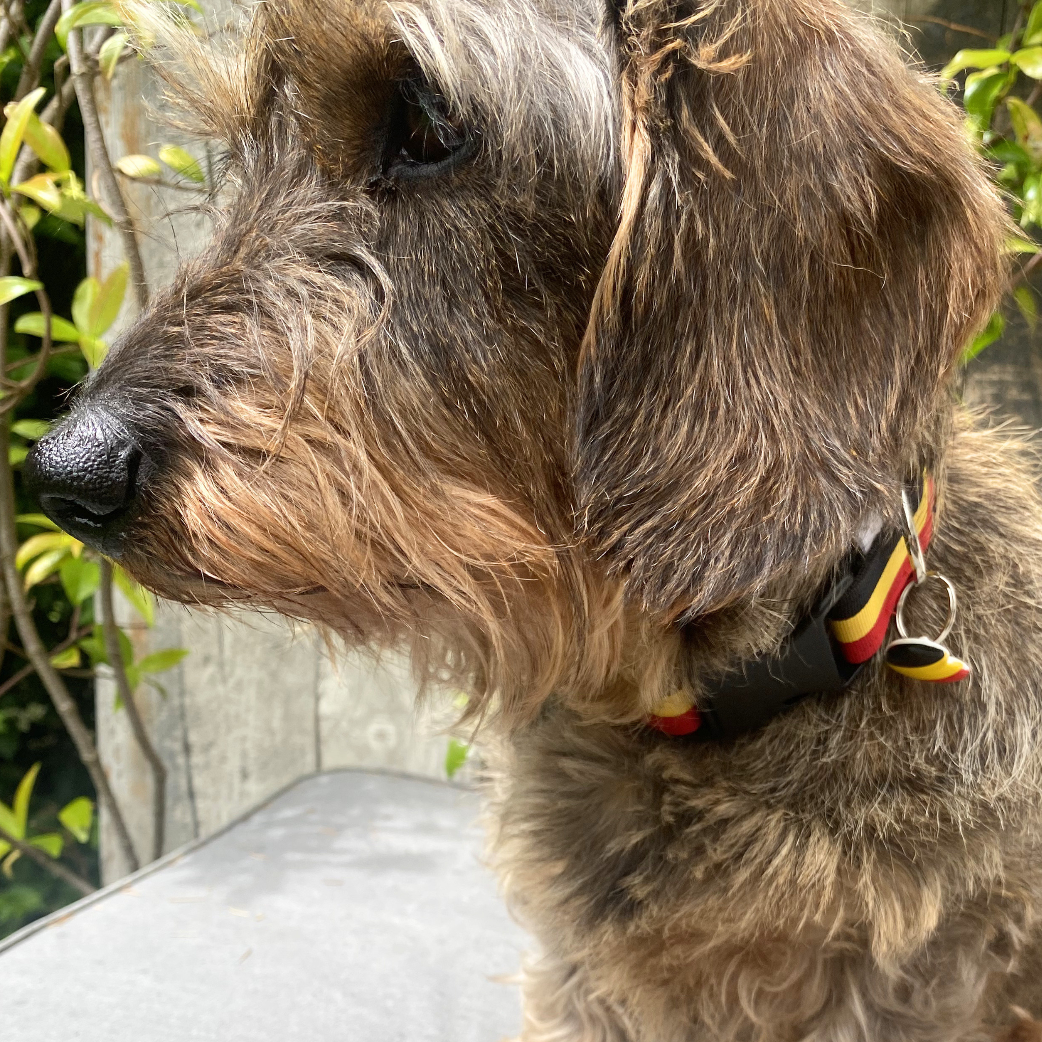 Collier RED DOG – Image 3