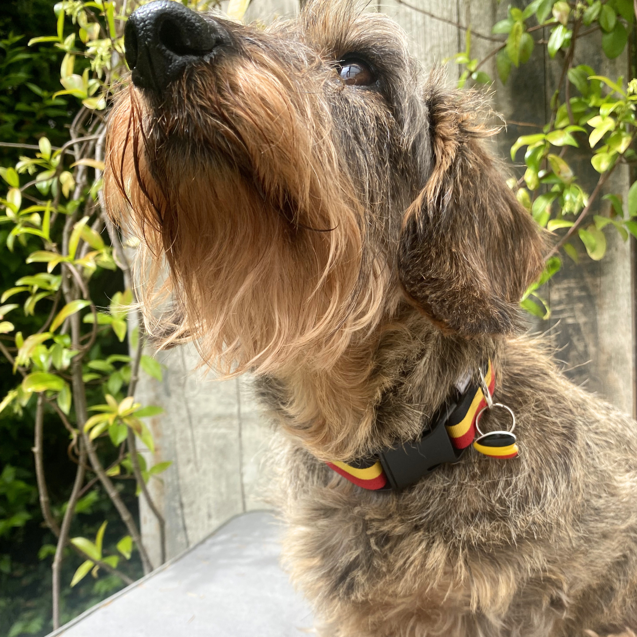 Collier RED DOG – Image 4