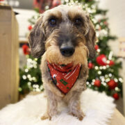 Foulard Teckel de Noël