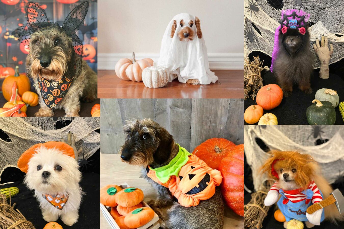 Idées de déguisements pour chiens à faire soi-même pour Halloween