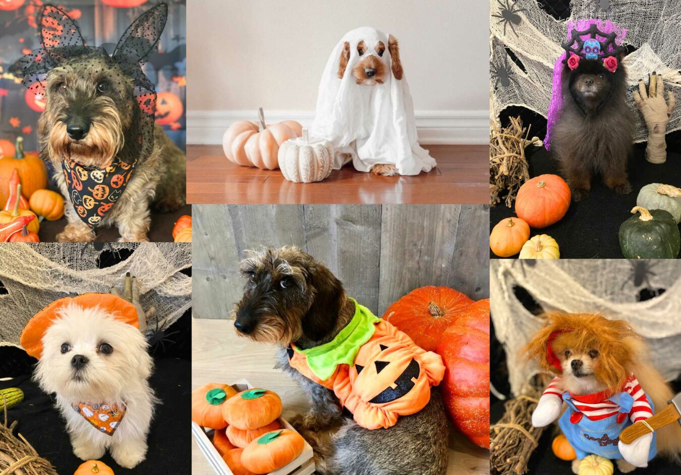 Idées de déguisements pour chiens à faire soi-même pour Halloween