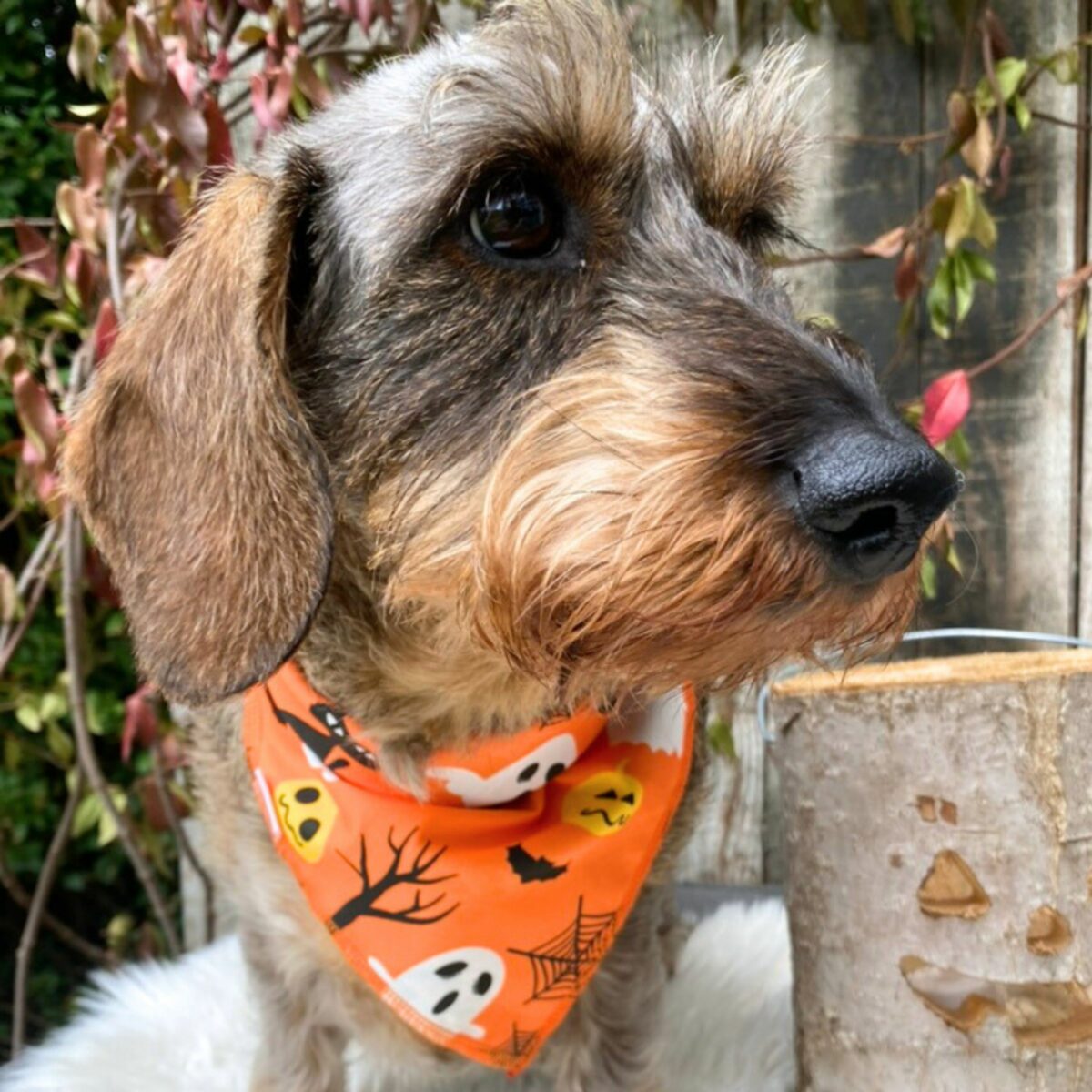 Foulard Crazy Pumpkin – Image 2