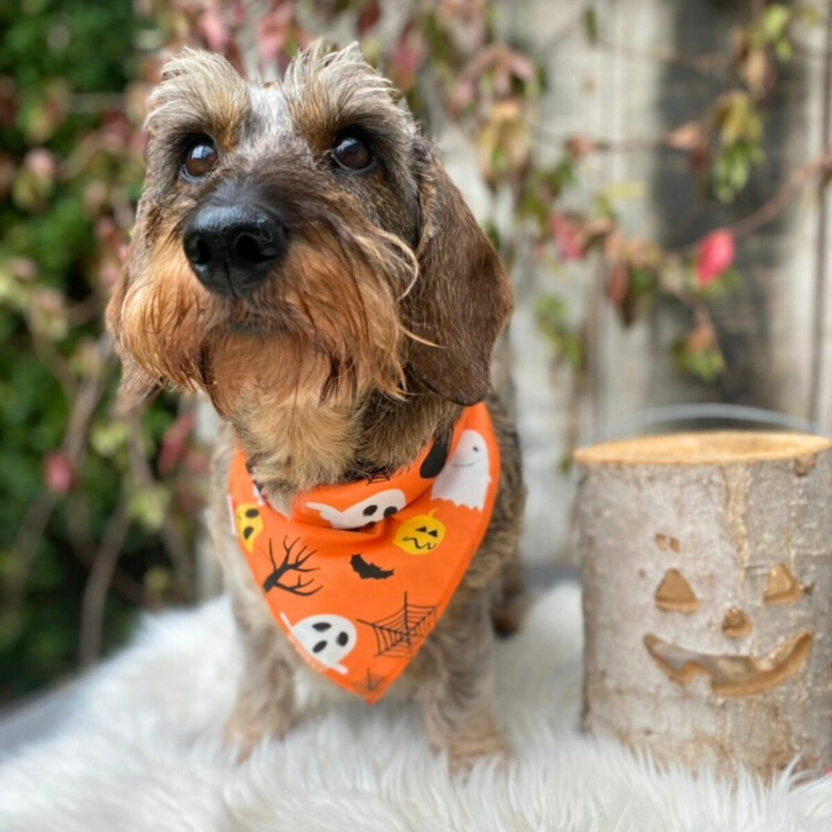 Foulard Crazy Pumpkin