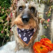 Foulard tête de mort