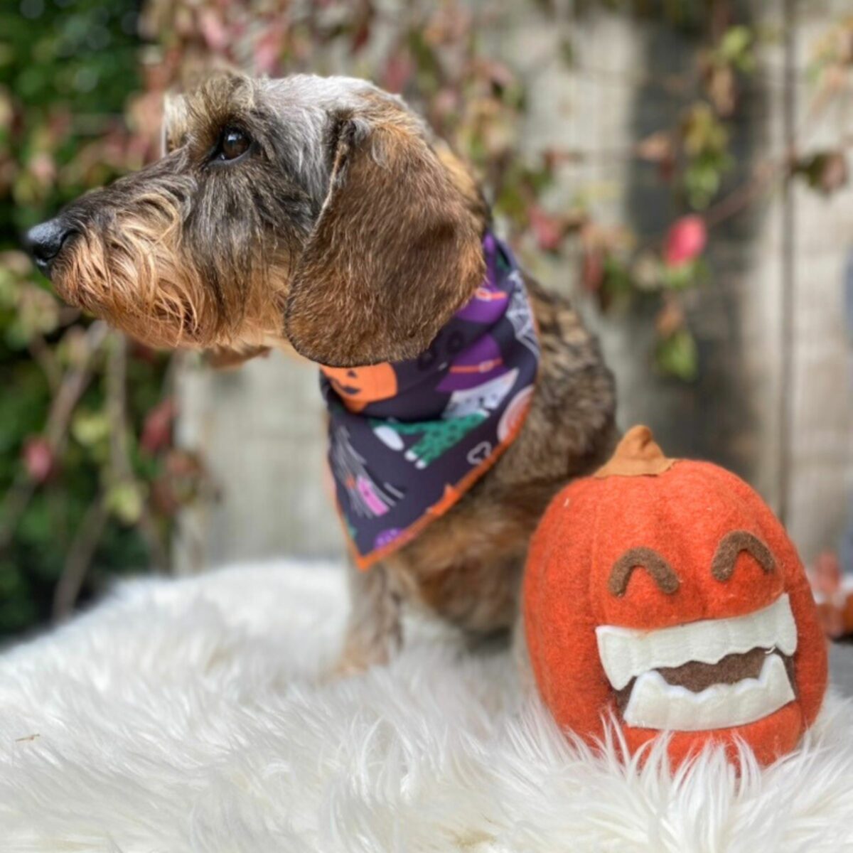 Foulard Halloween Party – Image 2