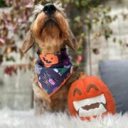 Foulard Halloween Party