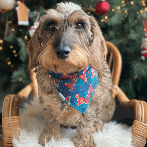 Foulard de Noël pour teckel motif écossais vert avec petits teckels festifs