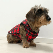 Manteau  pour teckel